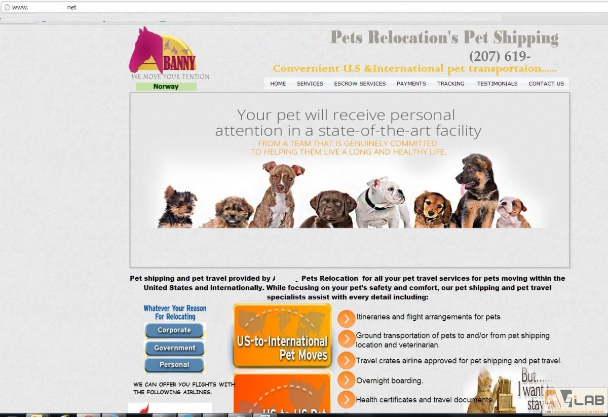 animal lovers lose thousands of dollars after falling for pet scams 1